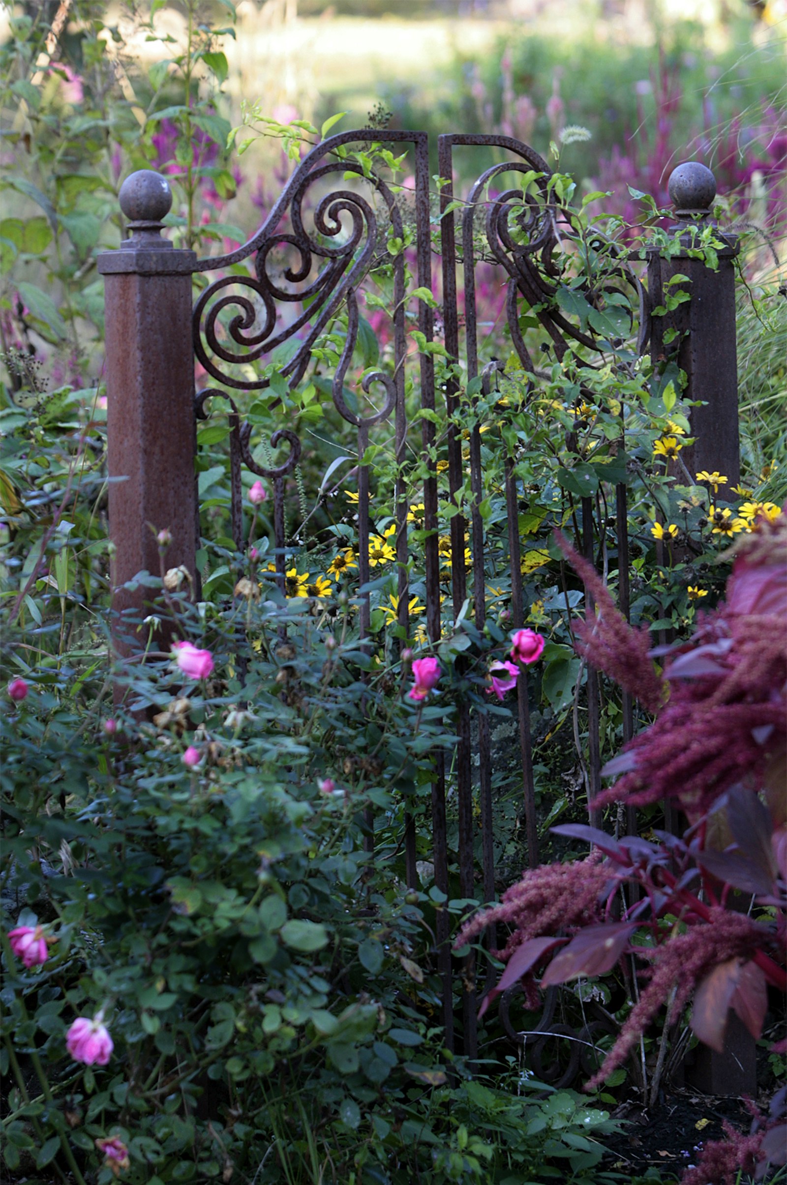 Portillon en fer forgé au milieu d'un jardin fleuri